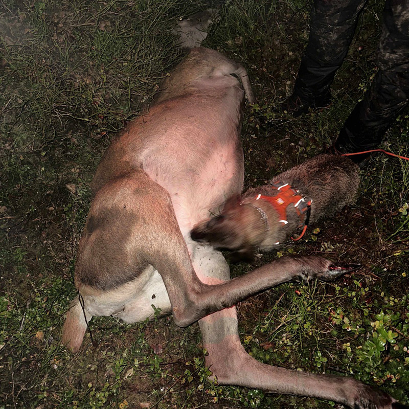 Ettersøk hjortevilt